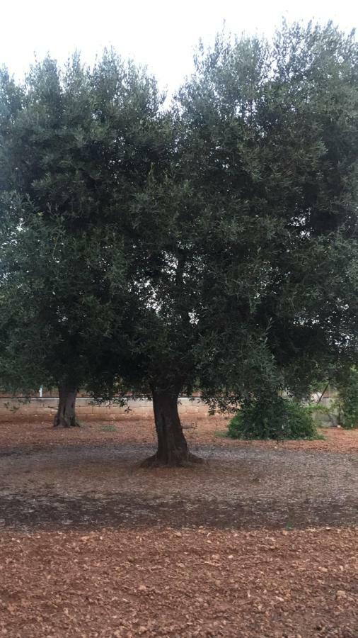 La Tana Di Cruk Appartement San Vito dei Normanni Buitenkant foto